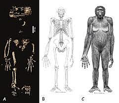 Ardipithecus ramidus