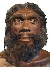 Homo Heidelbergensis