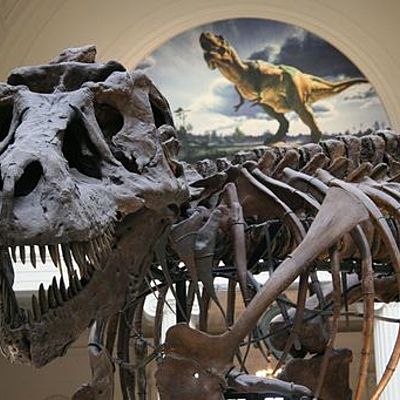 Timeline: HISTORIADE LOS SERES VIVOS