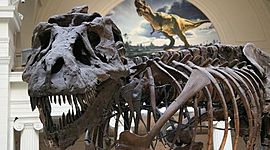 Timeline: HISTORIADE LOS SERES VIVOS