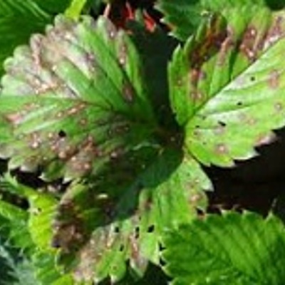 Timeline: Historia de la Fitopatologia        por Maria G Dagua