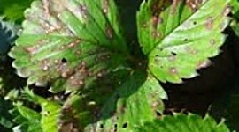 Timeline: Historia de la Fitopatologia        por Maria G Dagua