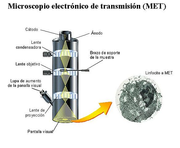 M. Electrónico