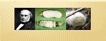 (Enfermedad )1835 Agostino Bassi