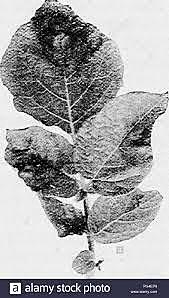 (Enfermedad) 1870 Mildiu de los viñedos