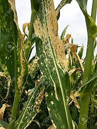 (Enfermedad) 1970 Tizón foliar sureño en Maíz