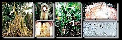 1990 Fusarium oxysporum f.sp. cubense (Foc R4T)