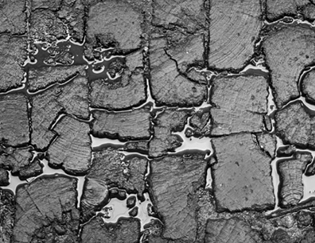 First Wooden Pavement