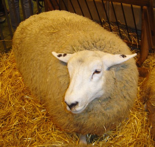 Sheep Industry