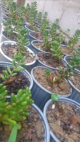 Seguimiento al de Cedum Rojizo