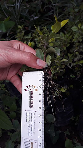 Riego, deshierbe y medicion de tamaño de las plantas