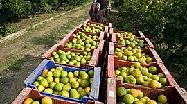 Timeline: Ban of chlorpyrifos in EU