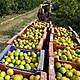 Harvest of oranges in the spanish province of valencia.efe