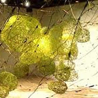 Timeline: ARTS ET JARDINS