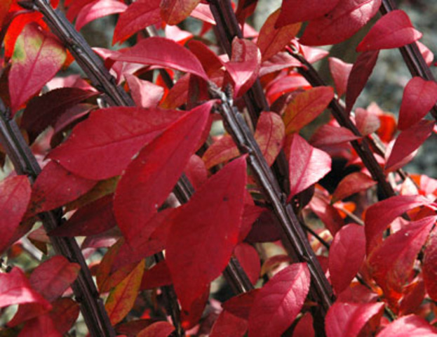 Fall_Euonymus Alatus compacta_Burning Bush