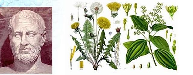 Primera planta patógena