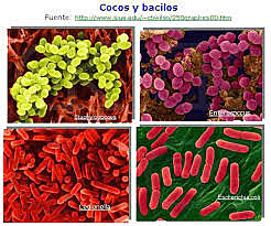 Protozoos, Bacterias y Virus