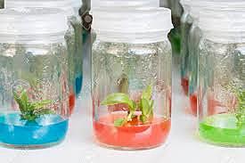 Cultivo de tejidos vegetales.