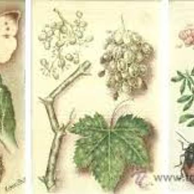 Timeline: línea de tiempo con la historia de la Fitopatología