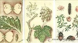 Timeline: línea de tiempo con la historia de la Fitopatología