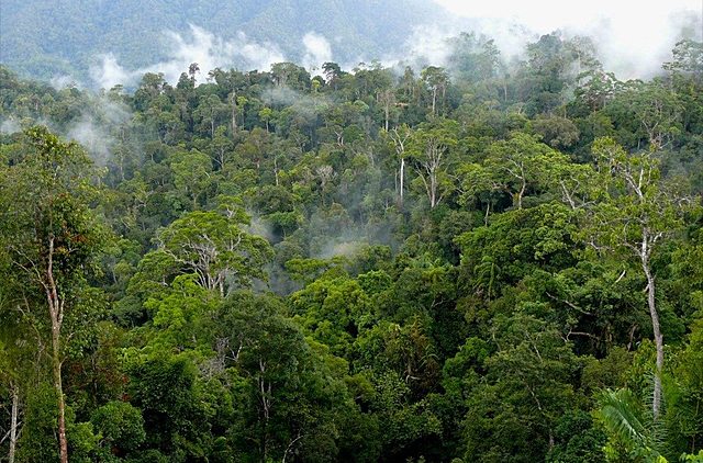 Primeros decretos ambientales - 1953