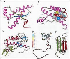 En el siglo XX se descubrieron que los protozoos y los micoplasmas también podían causar enfermedades