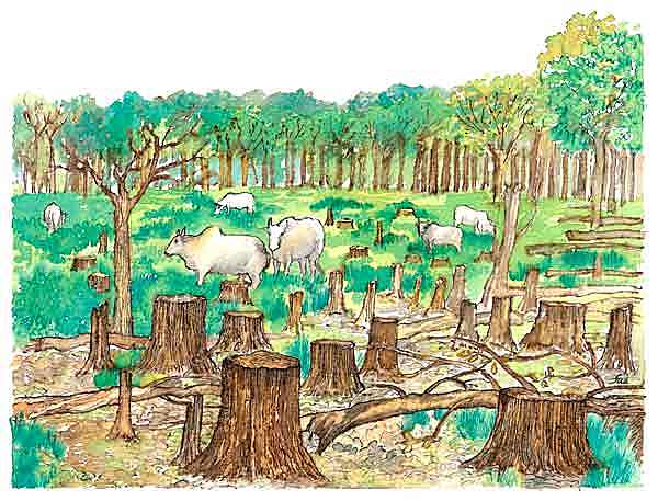 TALA INDISCRIMINADA.