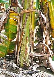 Mal de Panamá (Fusarium oxysporum f. sp).