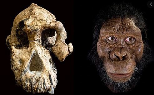 Australopithecus afarensis (3-3.9 ma)