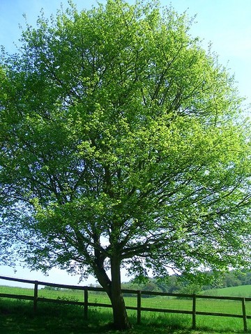 Summer_Acer campestre_Hedge Maple
