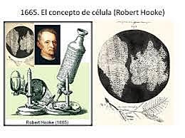 Robert Hook