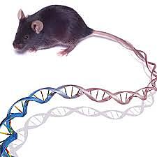 Mouse becomes first mammal whose genome is sequenced