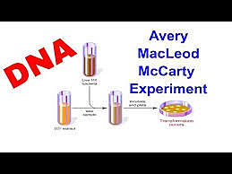 Avery, McLeod, and McCarty DNA experiments on bacteria