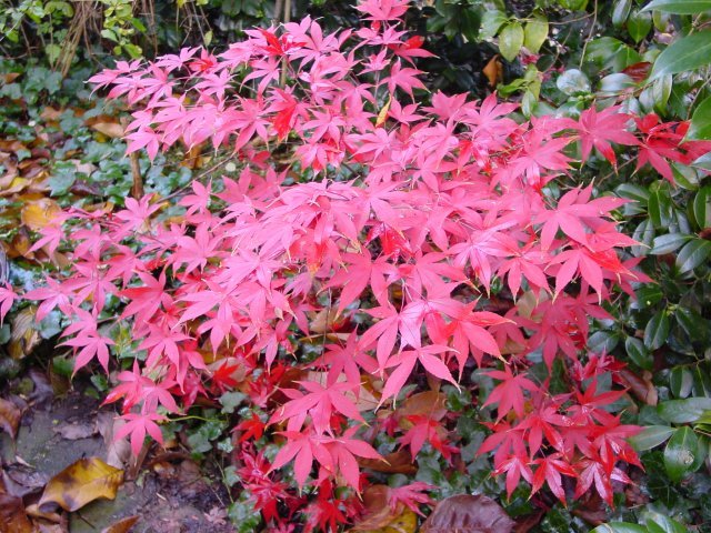 Fall_Acer-palmatum_Japanese Maple