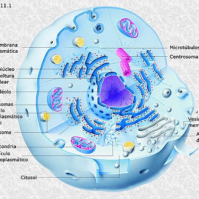 Timeline: La célula