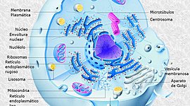 Timeline: La célula