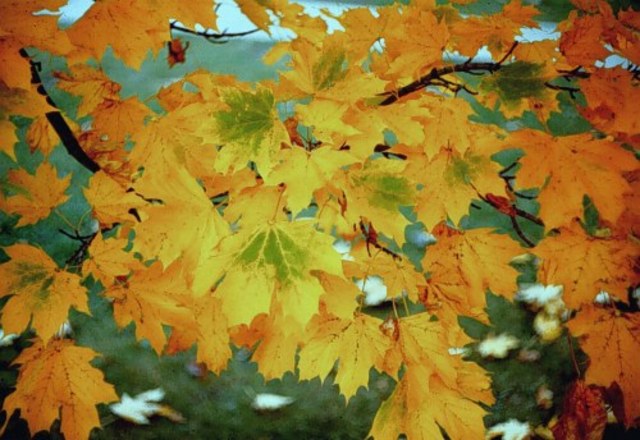Fall_Acer platanoides_Norway Maple