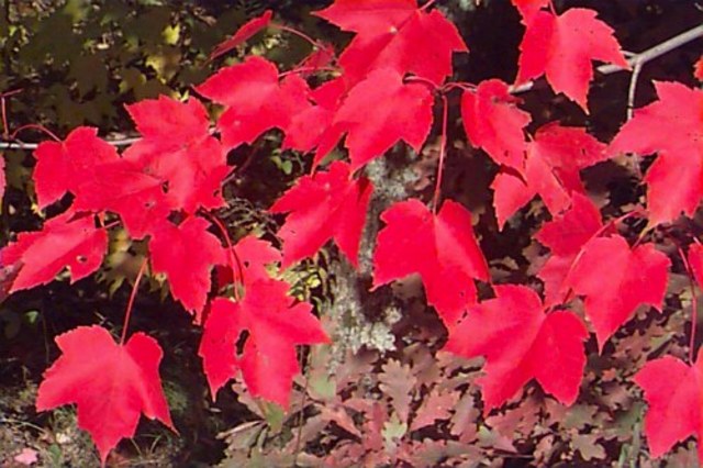Fall_Acer rubrum_Red Maple