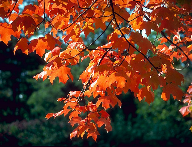 Fall_Acer saccharum_Sugar Maple