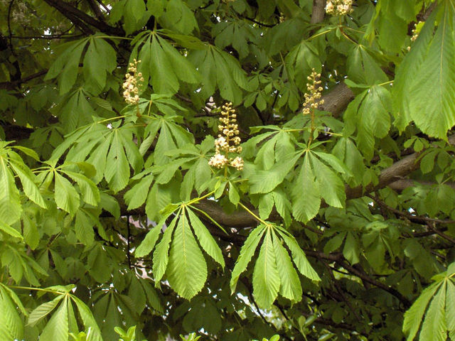 Spring_Aesculus_hippocastanum_Horsechestnut