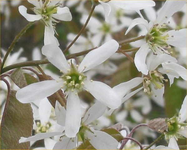 Spring_Amelanchier_canadensis_Serviceberry