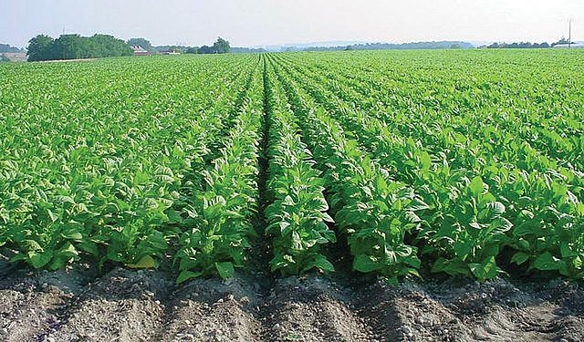 First Tobacco Crop Planted