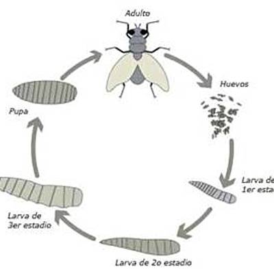 Timeline: HISTORIA DE LA ENTOMOLOGIA