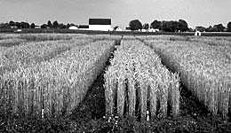 Farm Security and Rural Investment Act of 2002