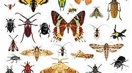 Timeline: Antecedentes de la Entomología