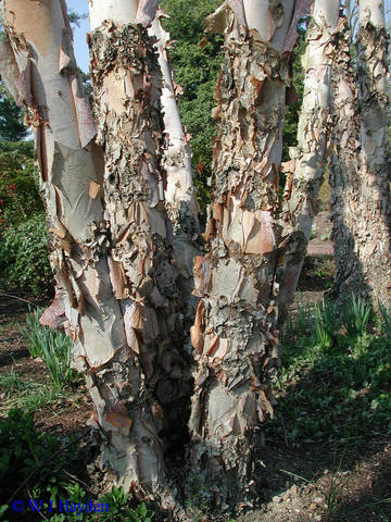 Summer_Betula_nigra_River Birch