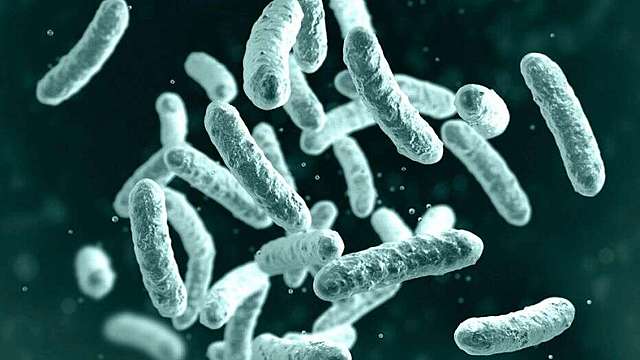 Disease: Bubonic Plague