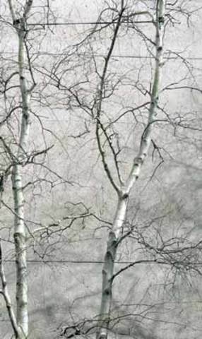 Winter_Betula populifolia_Grey Birch