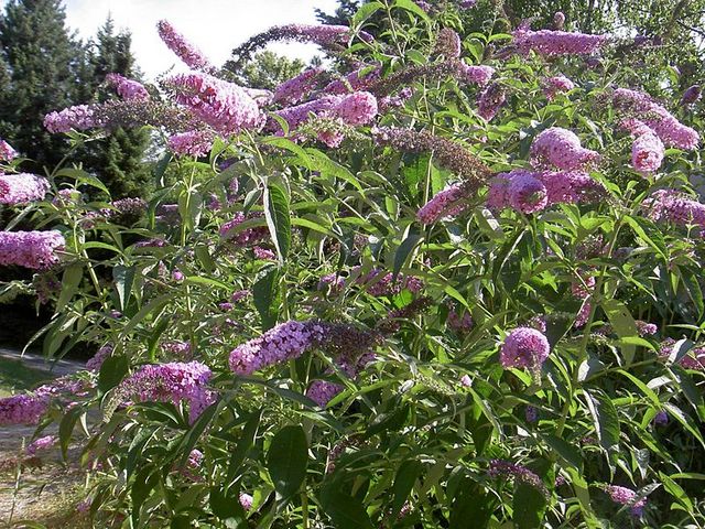 Summer_Buddleia davidii_Butterfly Bush