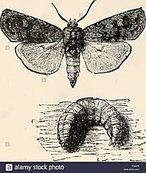 AVANCES EN ENTOMOLOGÍA MEDICA